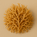Sea Moss