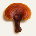Reishi Mushroom