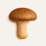 Shitake Mushroom