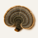 Turkey Tail