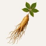 Ginseng
